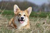 CORGI PEMBROKE 810